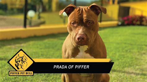 prada pit bull.